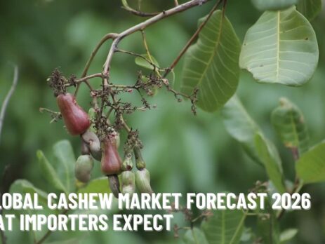 Global Cashew Market Forecast 2026 – What Importers Expect