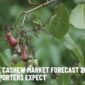 Global Cashew Market Forecast 2026 – What Importers Expect
