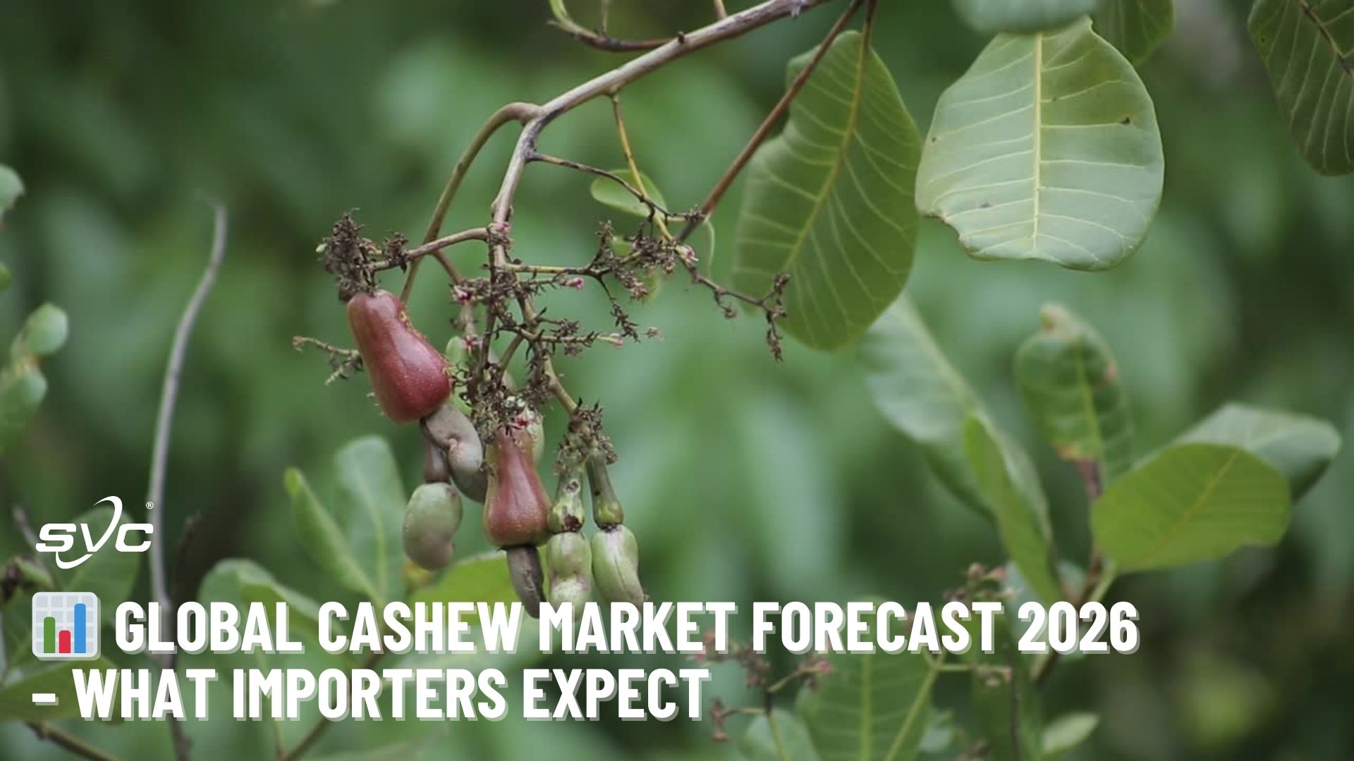 Global Cashew Market Forecast 2026 – What Importers Expect