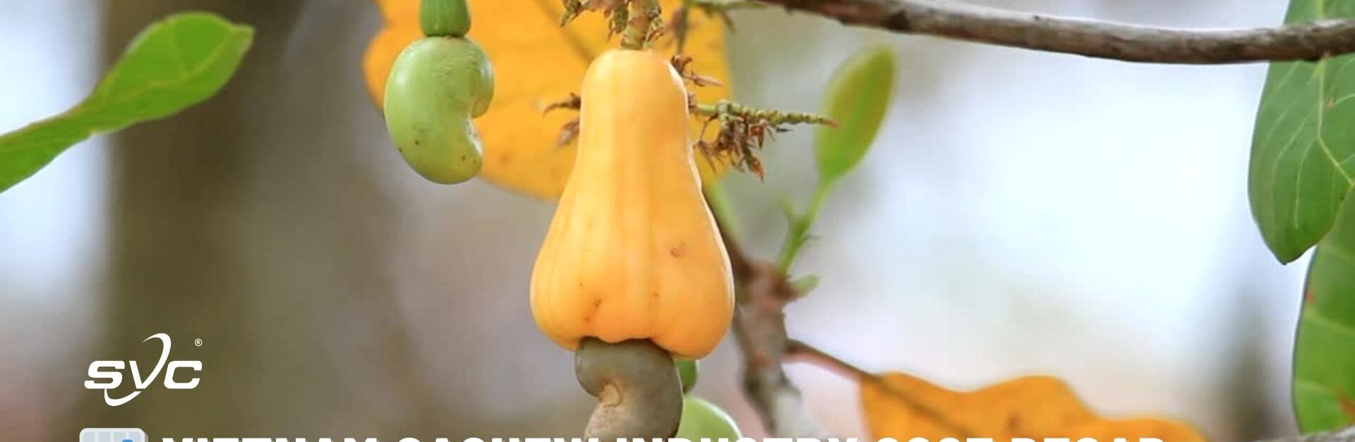 Vietnam Cashew Industry 2025 Recap – Key Lessons & Momentum for 2026