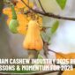 Vietnam Cashew Industry 2025 Recap – Key Lessons & Momentum for 2026