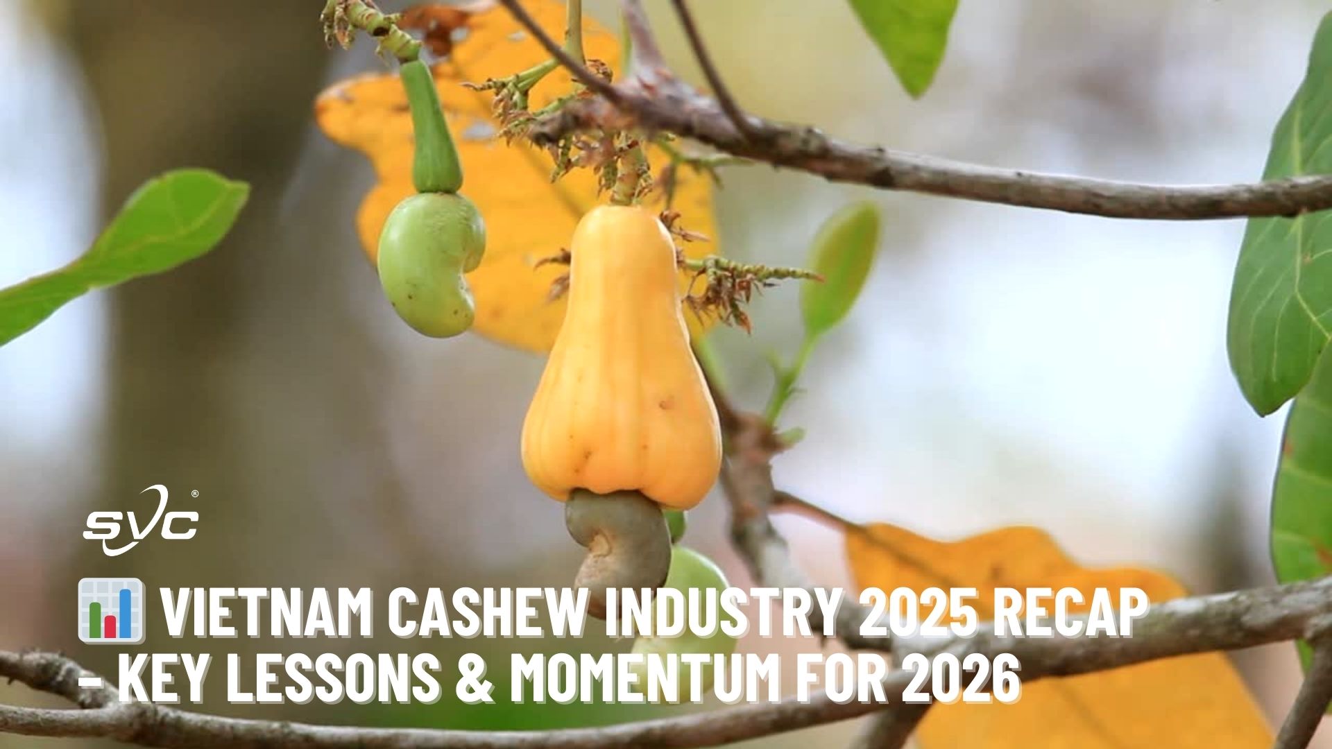 Vietnam Cashew Industry 2025 Recap – Key Lessons & Momentum for 2026
