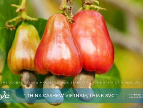 The Global Cashew Market in 2025: Stability or the Start of a New Cycle?