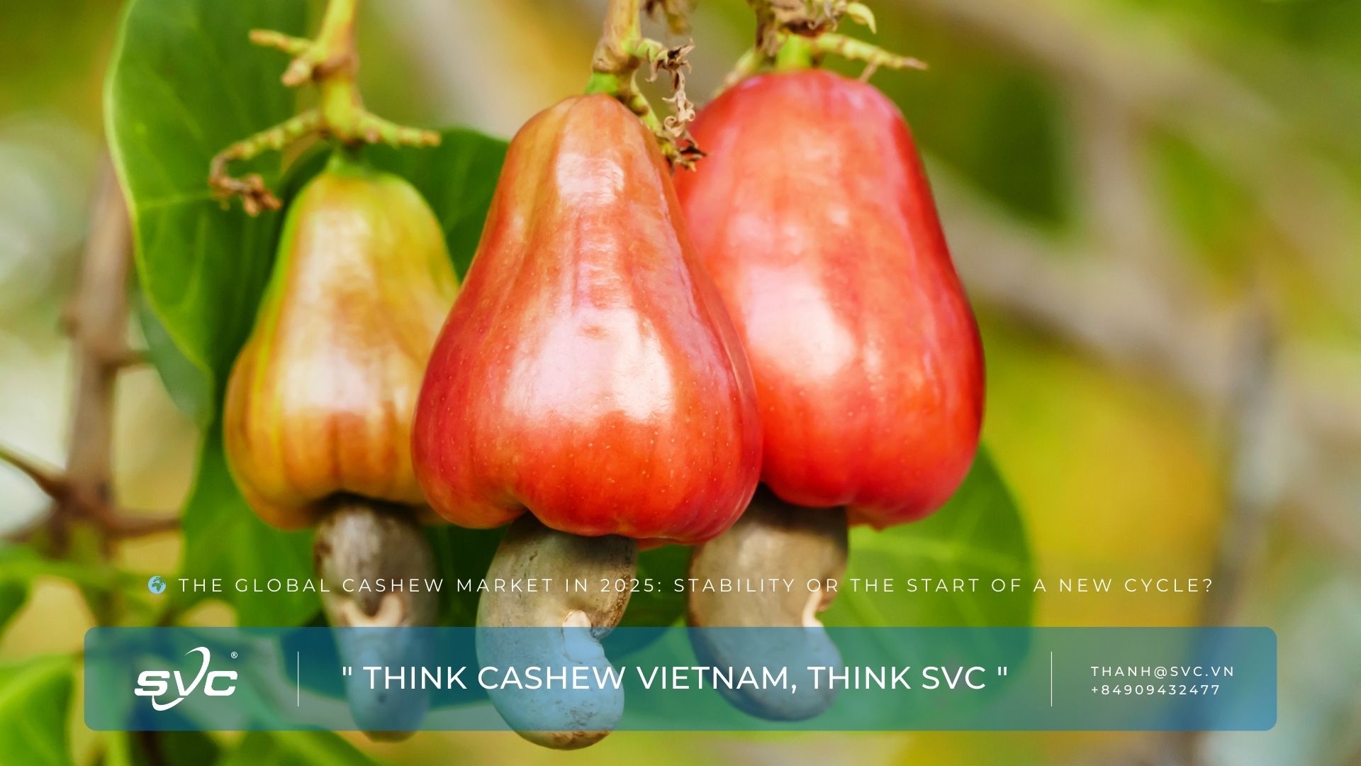 The Global Cashew Market in 2025: Stability or the Start of a New Cycle?