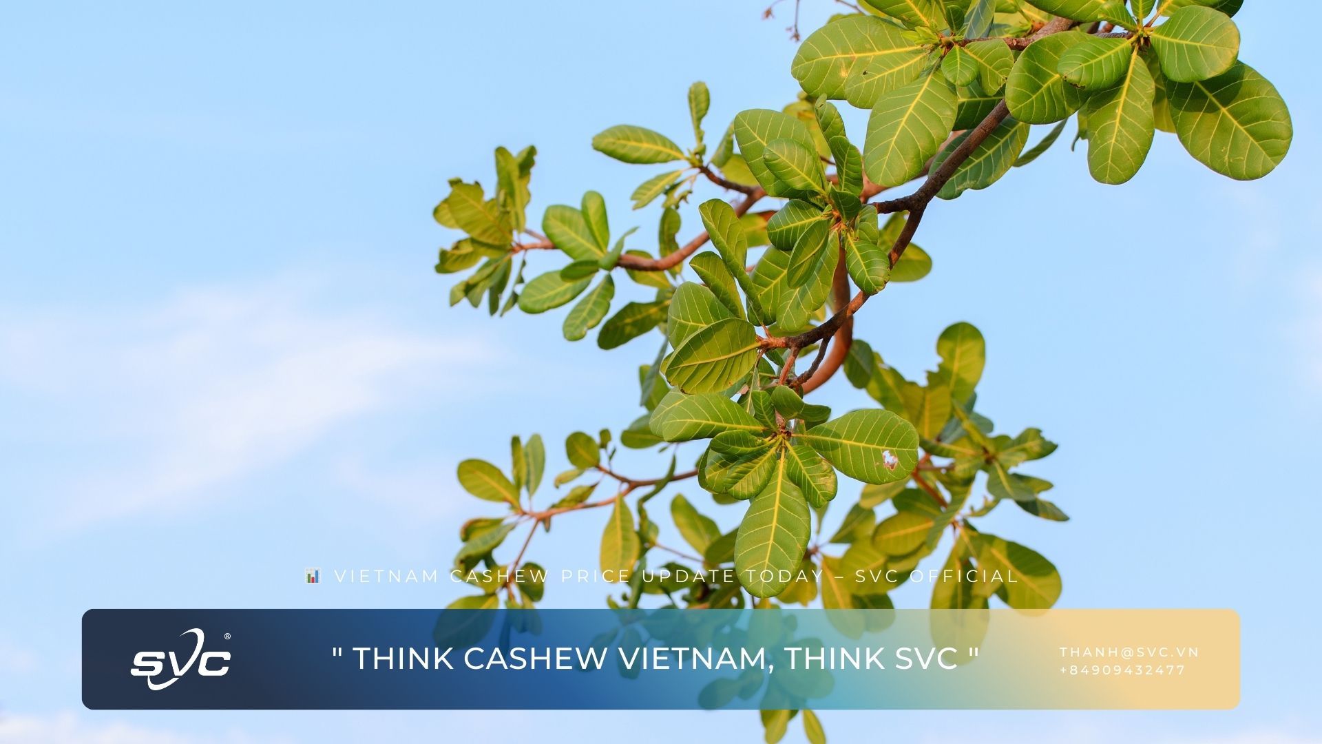 Vietnam Cashew Price Update Today – SVC Official