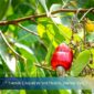 How February Buyer Decisions Shape Cashew Supply Chains in 2026