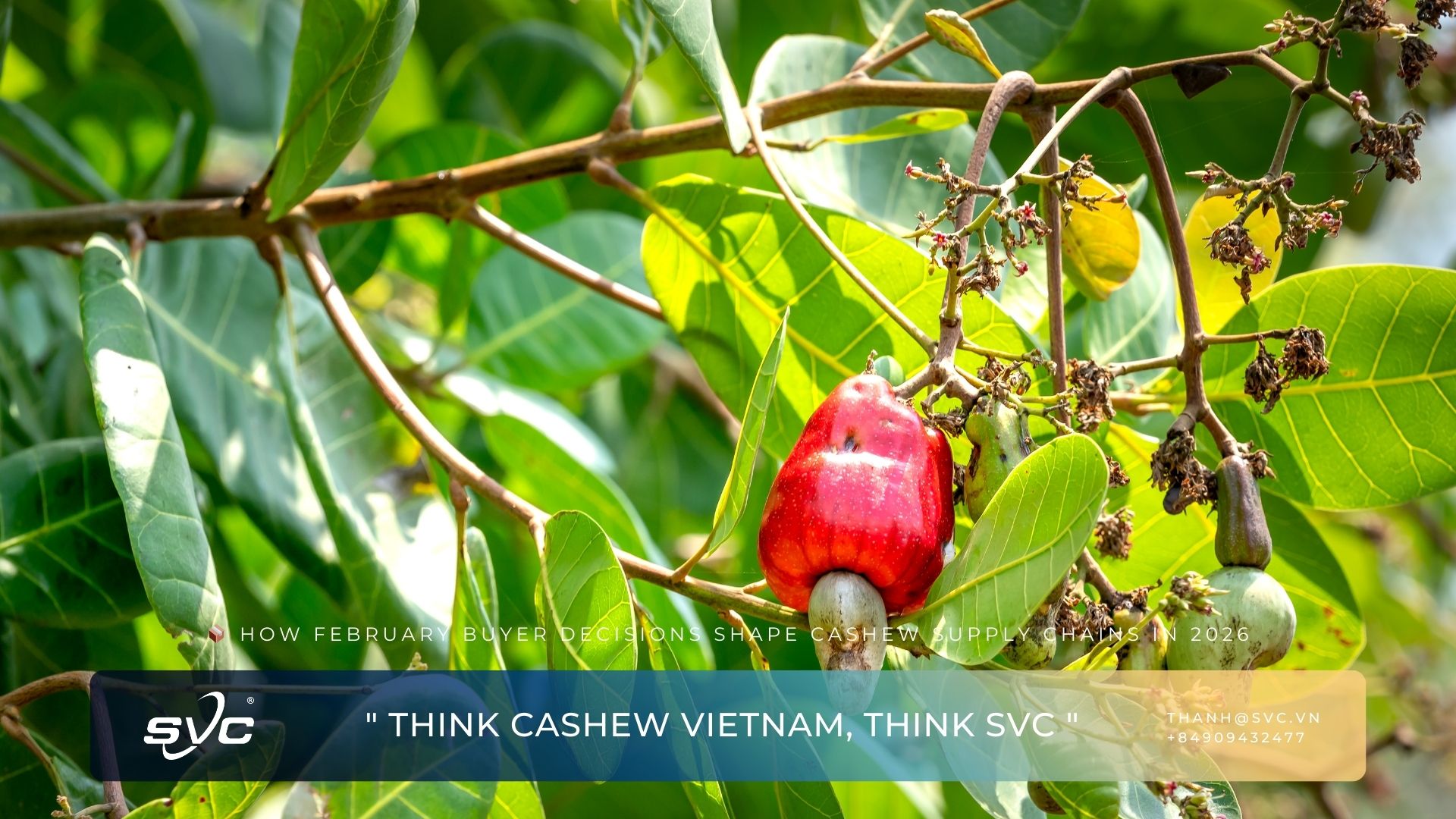 How February Buyer Decisions Shape Cashew Supply Chains in 2026