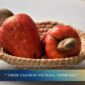 Vietnam Cashew Price Outlook This Month – Market Insight