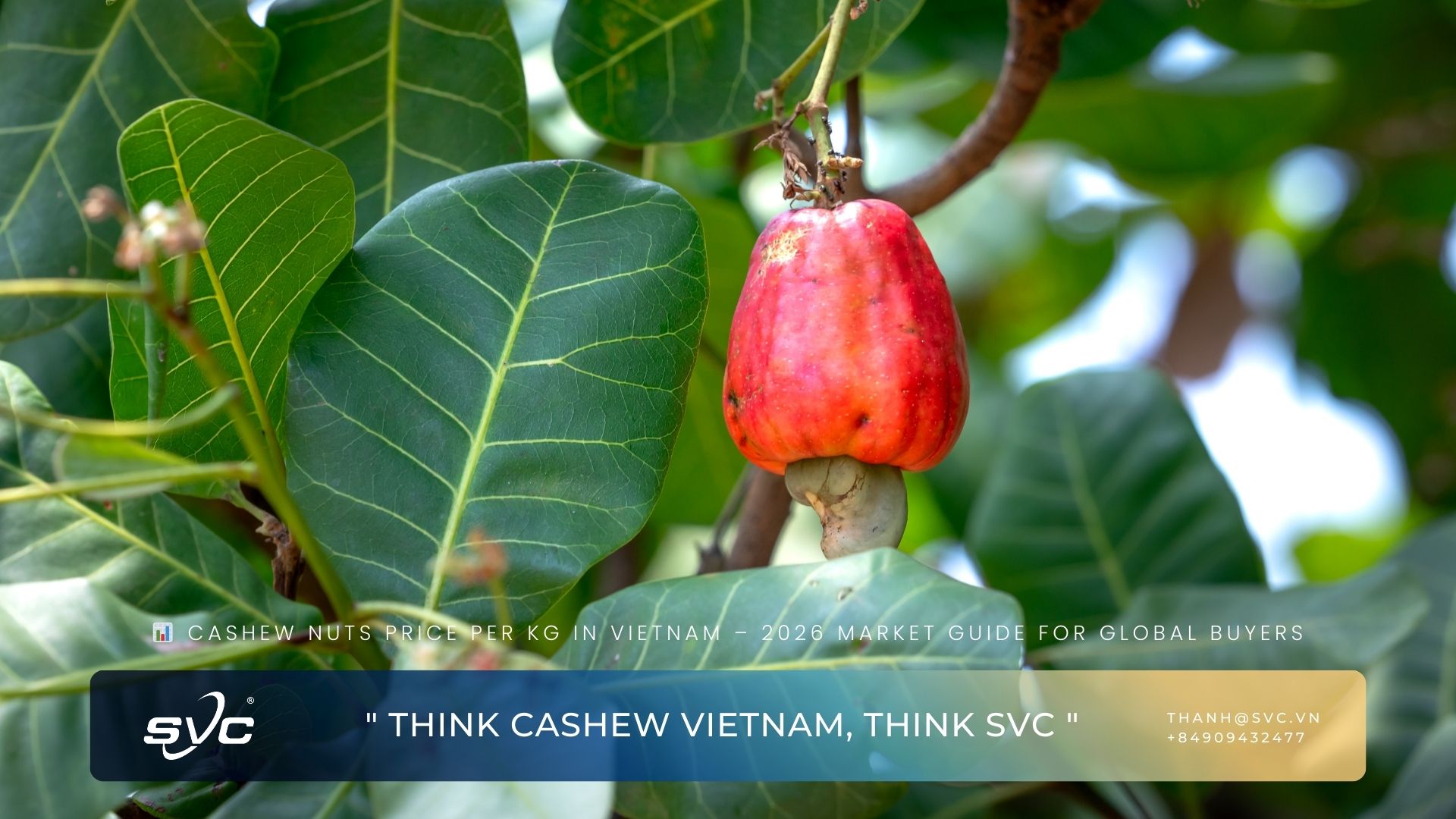 Cashew Nuts Price Per Kg in Vietnam – 2026 Market Guide for Global Buyers