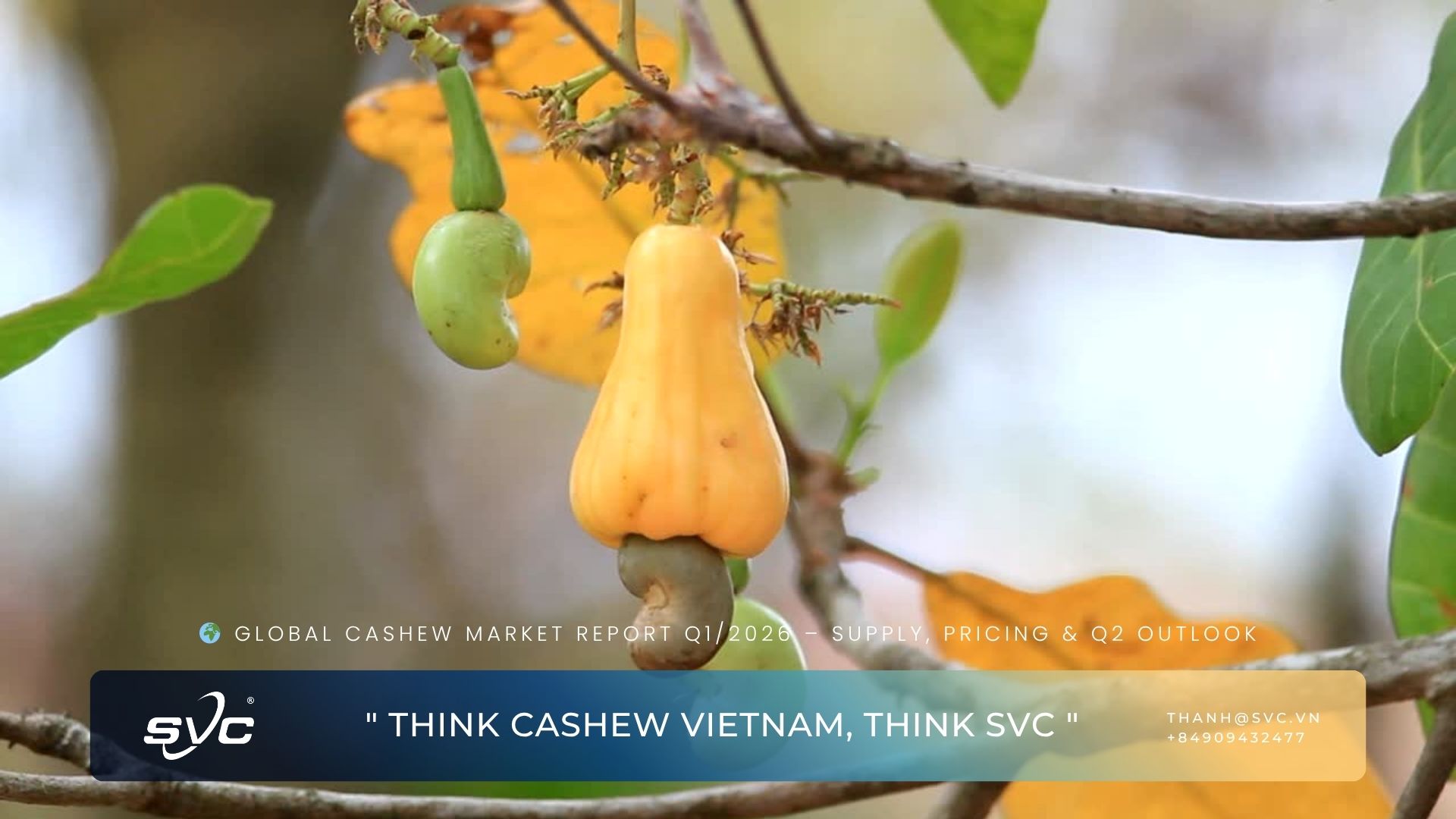 Global Cashew Market Report Q1/2026 – Supply, Pricing & Q2 Outlook