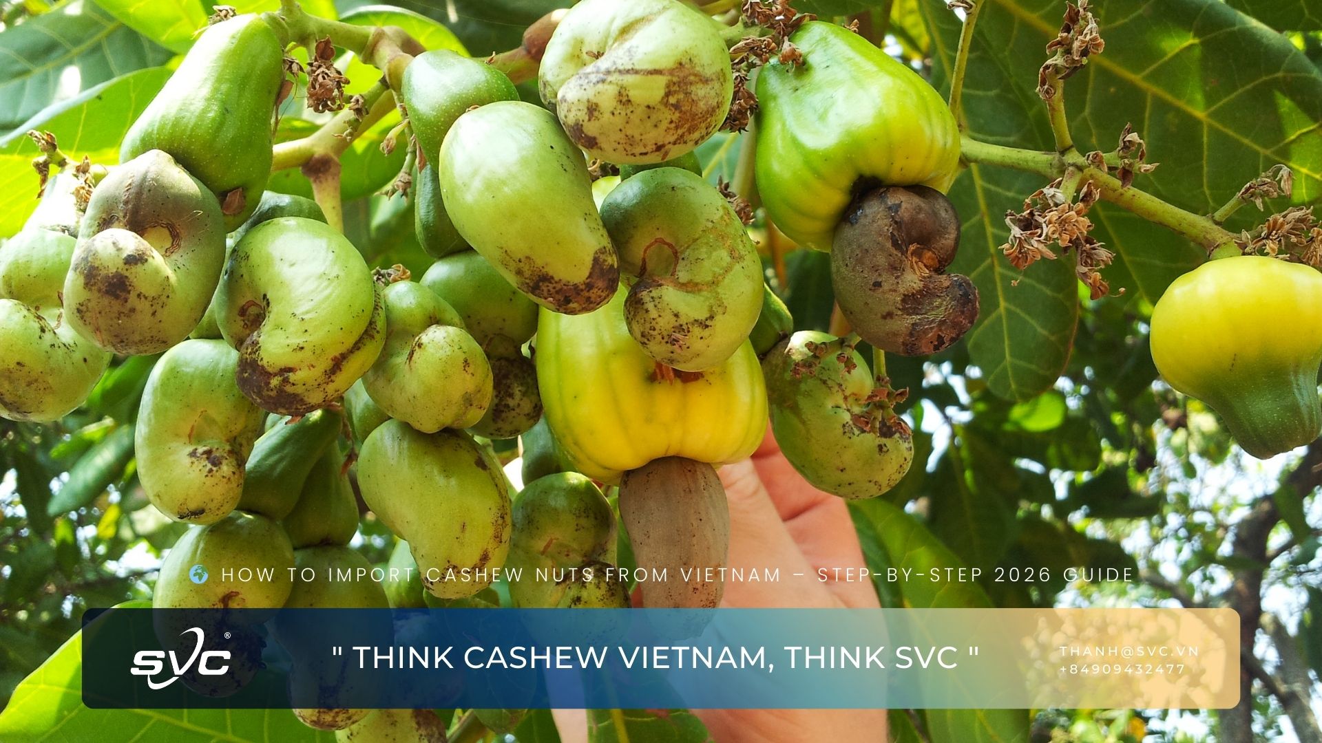 How to Import Cashew Nuts from Vietnam – Step-by-Step 2026 Guide