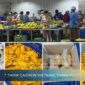 Vietnam Dried Mango Export to Thailand – From Processing Line to Regional Market Expansion