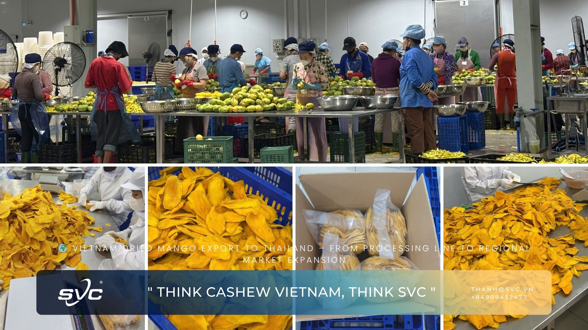 Vietnam Dried Mango Export to Thailand – From Processing Line to Regional Market Expansion