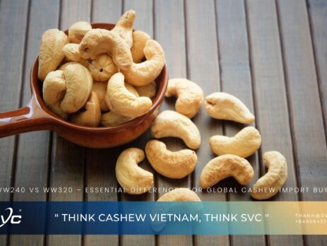 WW240 vs WW320 – Essential Differences for Global Cashew Import Buyers