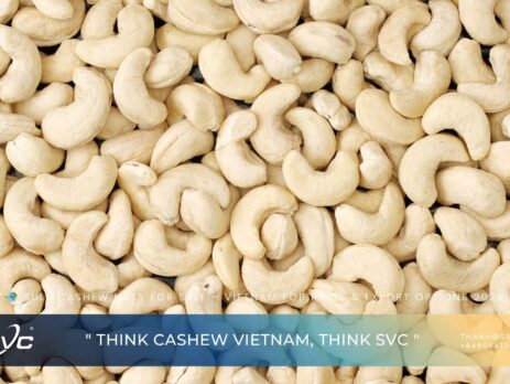 Bulk Cashew Nuts for Sale – Vietnam FOB Price & Export Options 2026