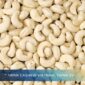 Bulk Cashew Nuts for Sale – Vietnam FOB Price & Export Options 2026