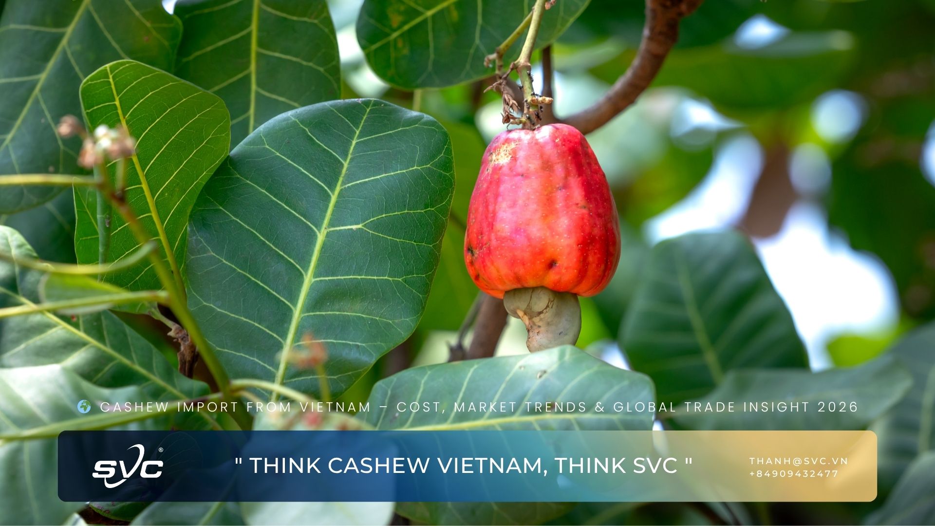 Cashew Import from Vietnam – Cost, Market Trends & Global Trade Insight 2026