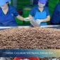 OEM Cashew Manufacturer in Vietnam – MOQ, Cost & Timeline 2026