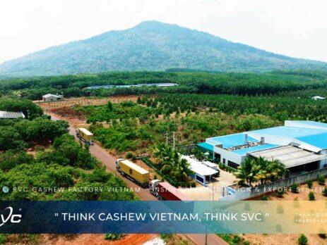 SVC Cashew Factory Vietnam – Inside Our Production & Export System