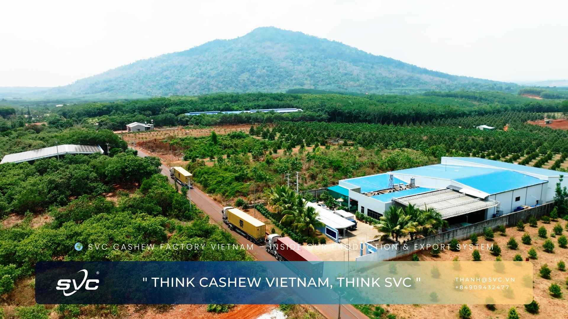 SVC Cashew Factory Vietnam – Inside Our Production & Export System