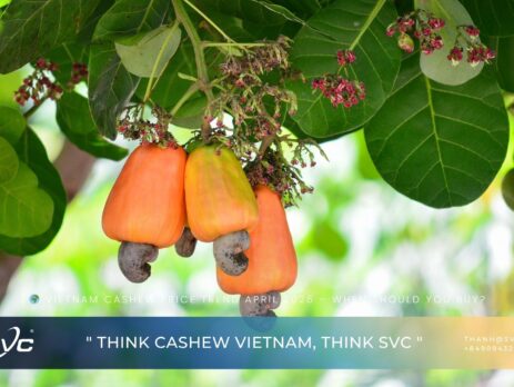 Vietnam Cashew Price Trend April 2026 – When Should You Buy?