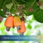 Vietnam Cashew Price Trend April 2026 – When Should You Buy?