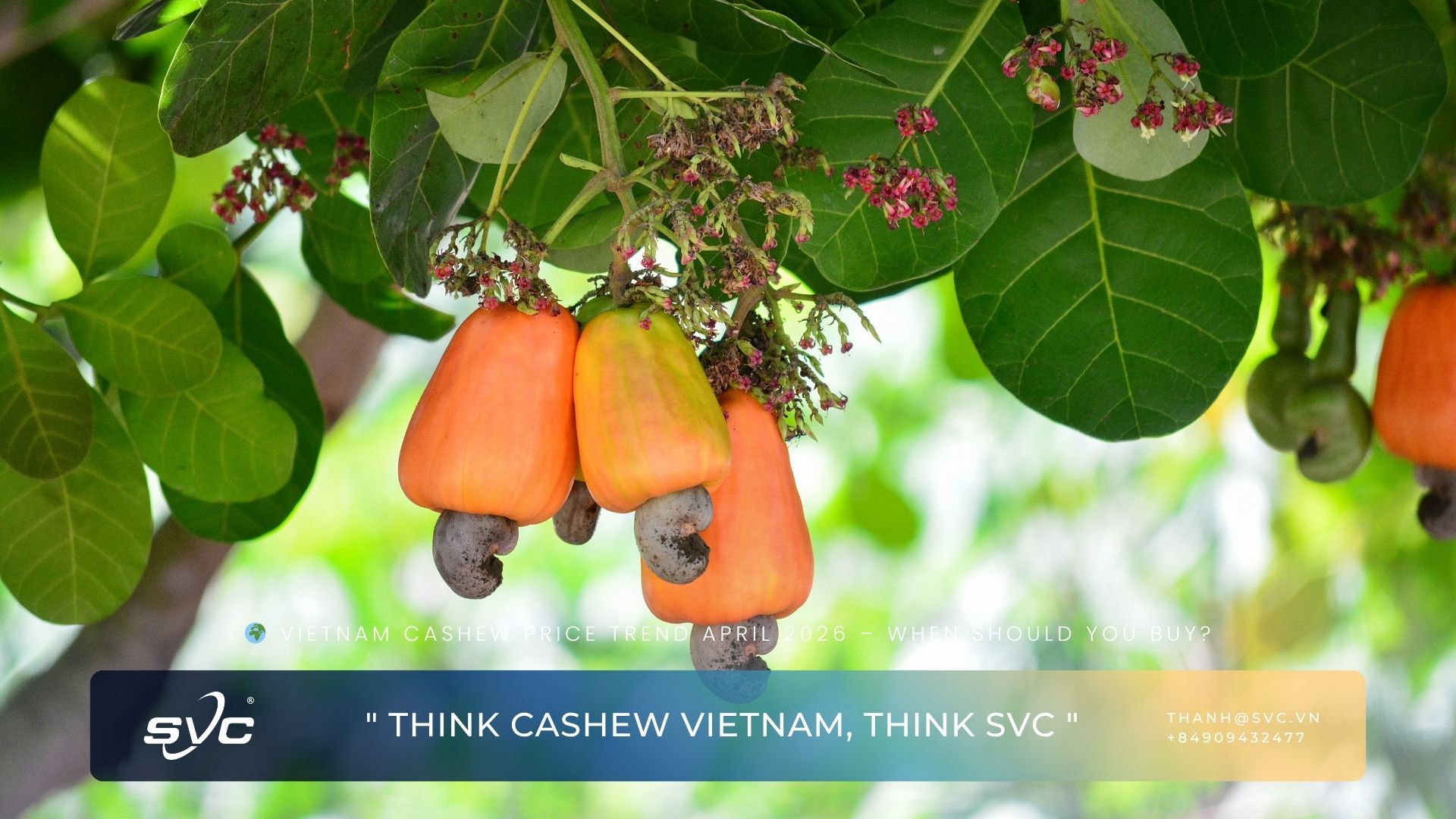 Vietnam Cashew Price Trend April 2026 – When Should You Buy?