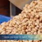 Why Importers Choose Vietnam Cashew Suppliers – Key Advantages