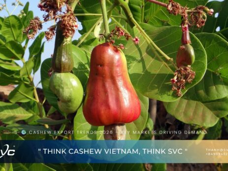 Cashew Export Trends 2026 – Key Markets Driving Demand