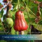 Cashew Export Trends 2026 – Key Markets Driving Demand
