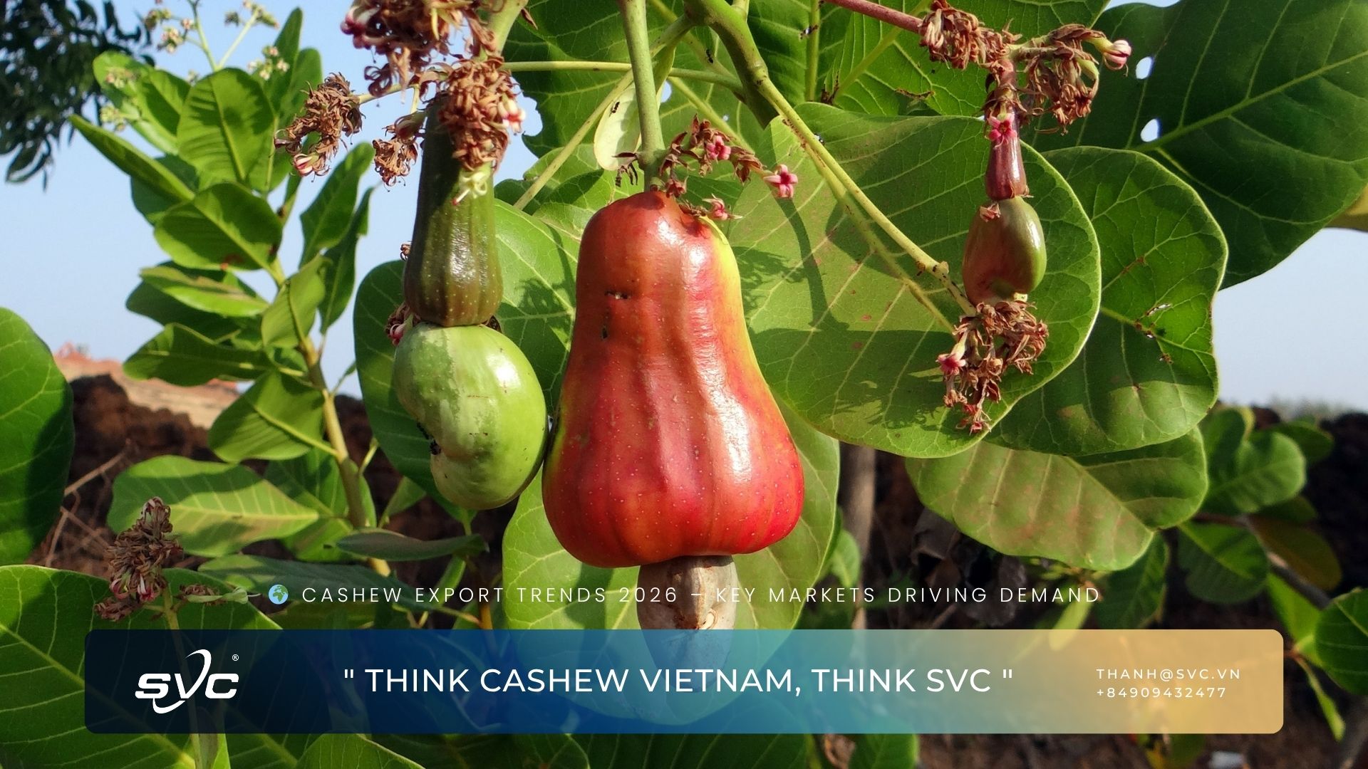 Cashew Export Trends 2026 – Key Markets Driving Demand