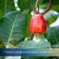 Cashew Price Trend May 2026 – Will Prices Increase in Q2?