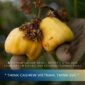 Vietnam Cashew Market Report – April 2026: Stabilization Signals and Strategic Turning Point