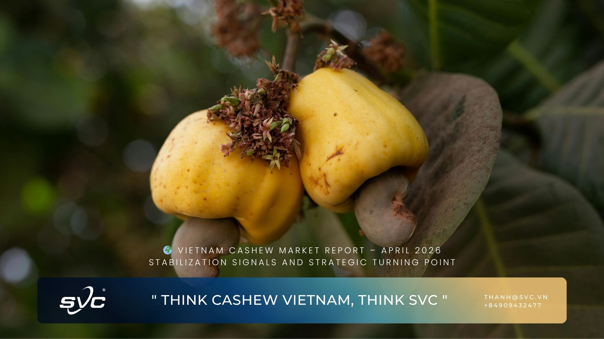 Vietnam Cashew Market Report – April 2026: Stabilization Signals and Strategic Turning Point