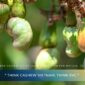 Vietnam Cashew Supply Chain 2026 – From Raw Material to Export
