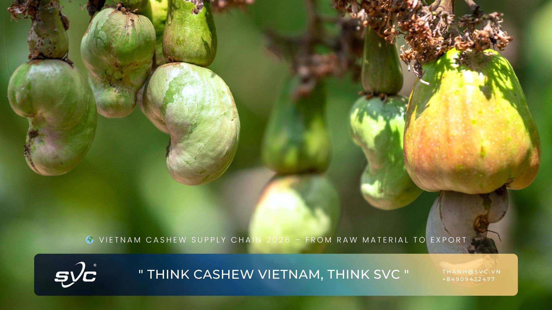 Vietnam Cashew Supply Chain 2026 – From Raw Material to Export