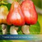 July Cashew Outlook – Will The Market Stay Stable Or Move Higher?