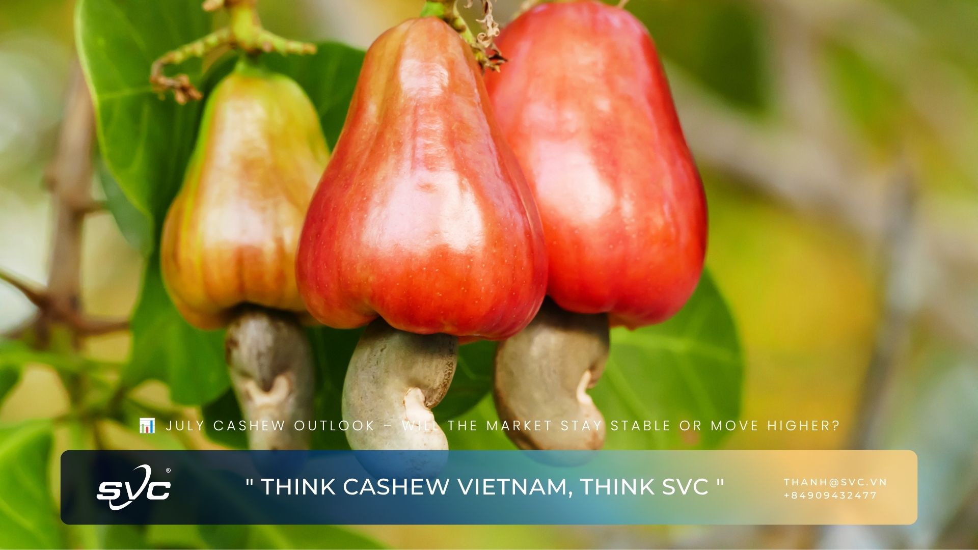 July Cashew Outlook – Will The Market Stay Stable Or Move Higher?