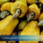 May 2026 Cashew Industry Report – The Turning Point Nobody Is Talking About