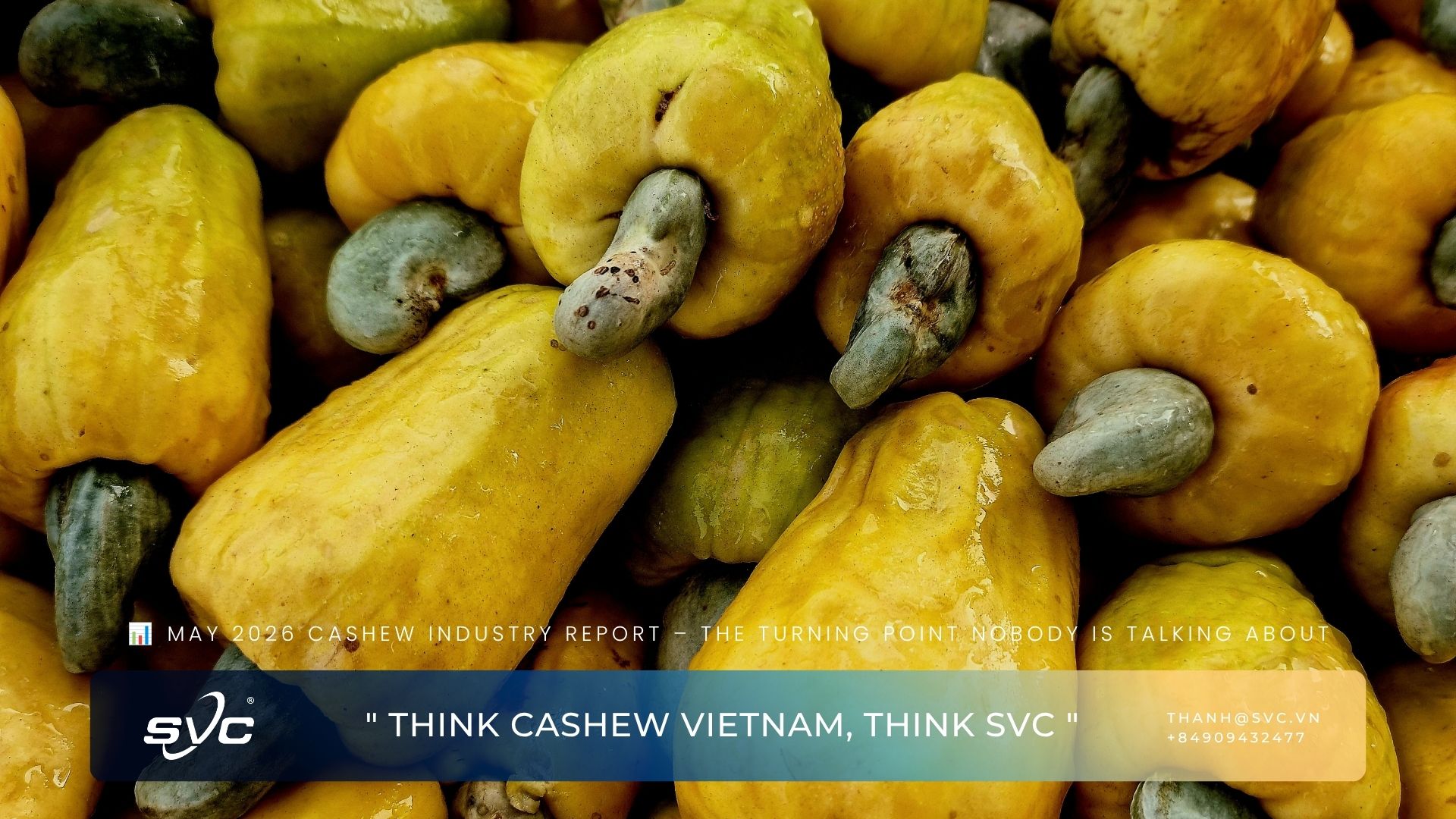 May 2026 Cashew Industry Report – The Turning Point Nobody Is Talking About