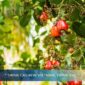 Is The Cashew Market Bottoming Out? What Buyers Need To Know Before Q3