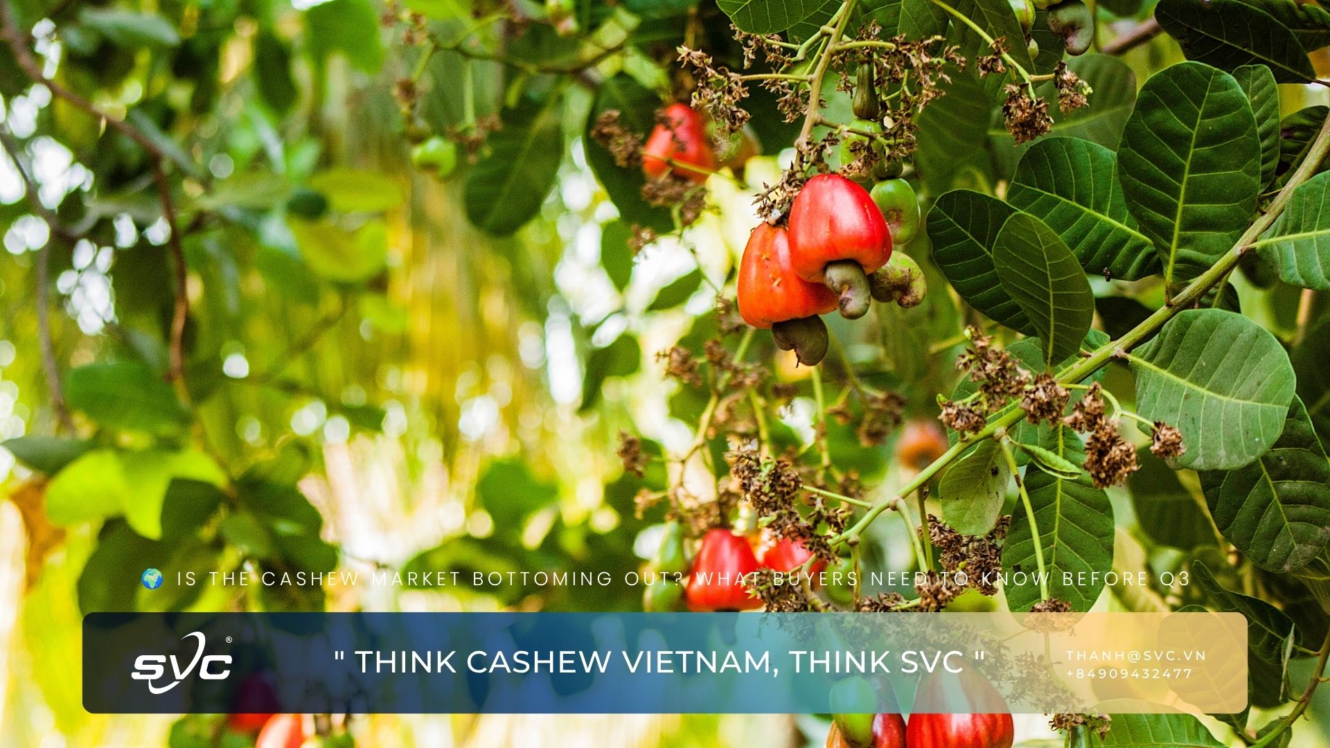 Is The Cashew Market Bottoming Out? What Buyers Need To Know Before Q3