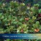 Vietnam's Cashew Industry In 2026: Capacity, Export Markets, And What's Changing