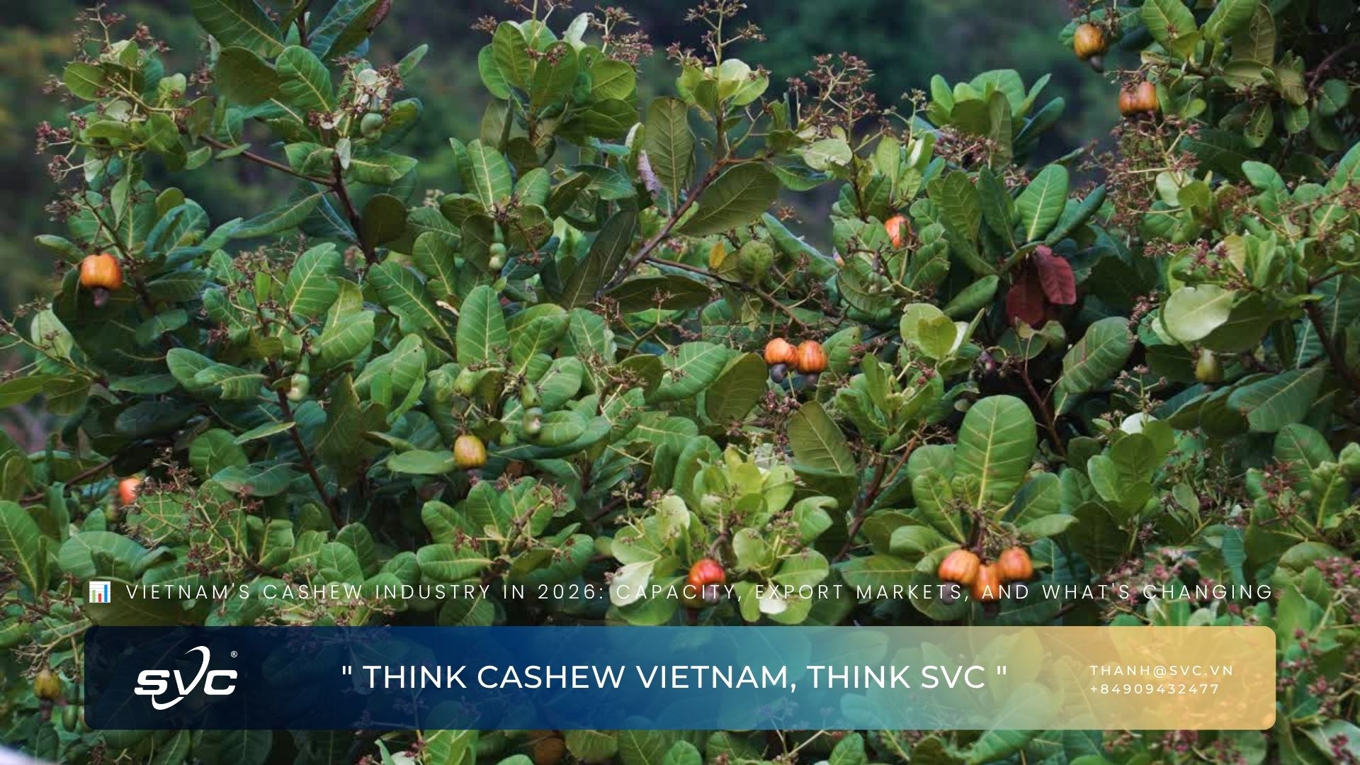 Vietnam's Cashew Industry In 2026: Capacity, Export Markets, And What's Changing