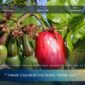 Cashew Market Update August 2026: Lean Season Pricing And Q4 Positioning