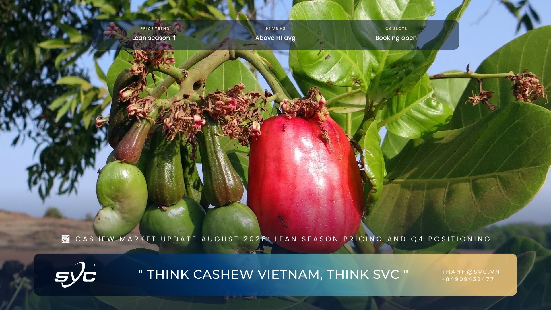 Cashew Market Update August 2026: Lean Season Pricing And Q4 Positioning