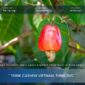 New Crop Outlook 2027: Early Signals From West Africa And Cambodia