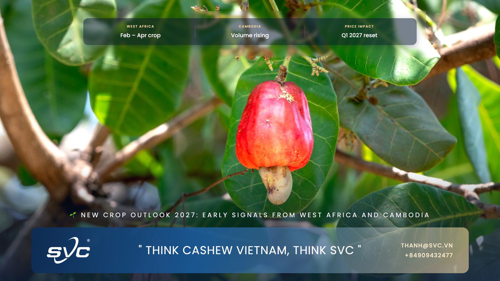 New Crop Outlook 2027: Early Signals From West Africa And Cambodia
