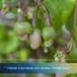 Cashew Market Update September 2026: Peak Delivery Season And Late-Cycle Pricing