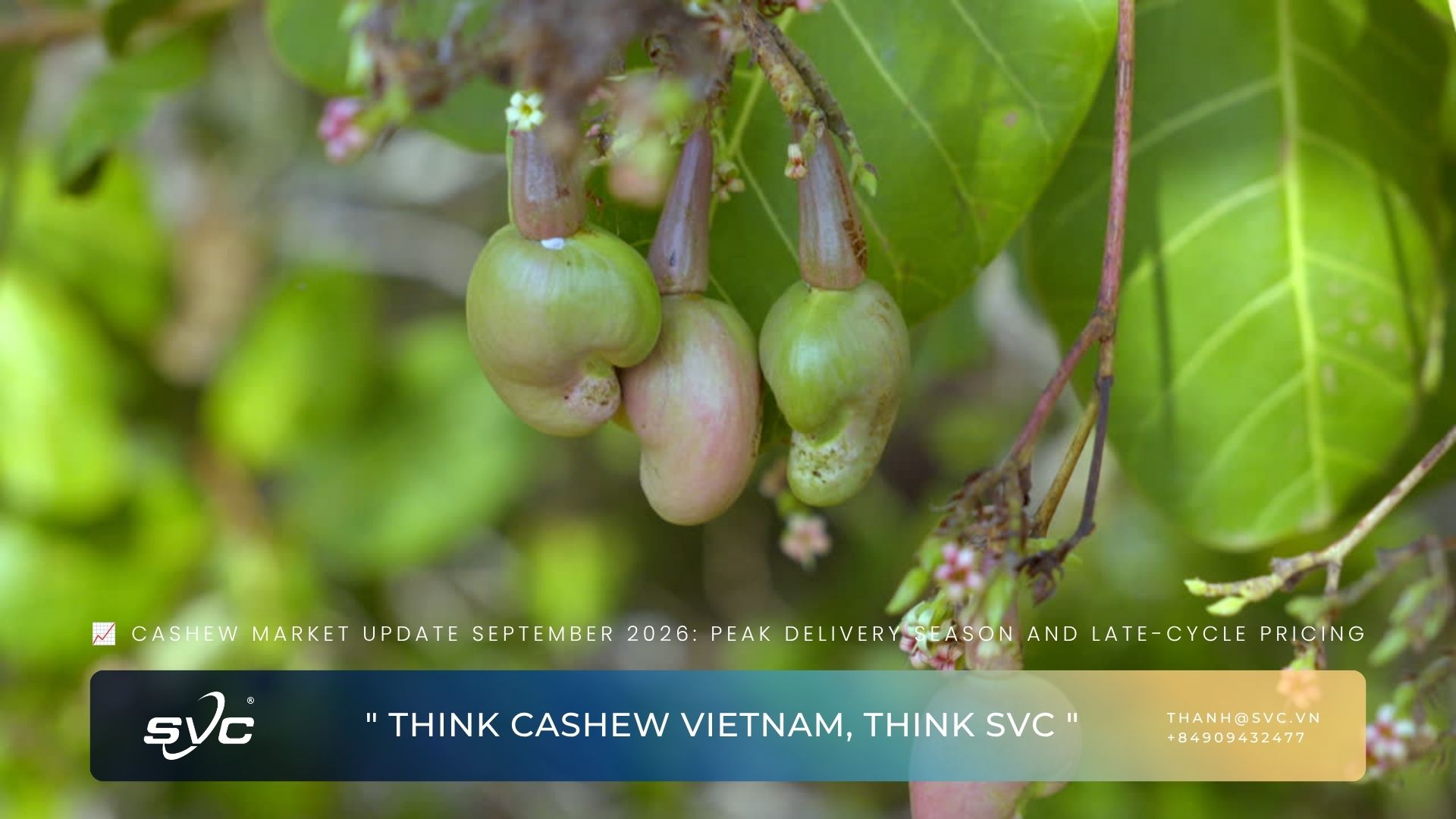Cashew Market Update September 2026: Peak Delivery Season And Late-Cycle Pricing